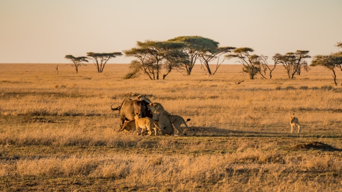 Kenya And Tanzania Safaris